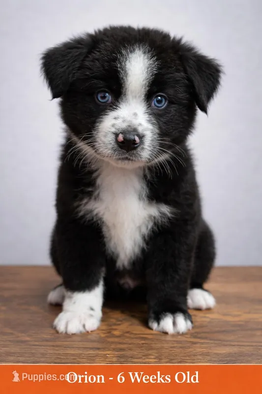 ❤️ Blue-Eyed Red Boy Orion – ASDR Champion-Sired Australian Shepherd