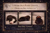 ❤️ Blue-Eyed Red Boy Orion – ASDR Champion-Sired Australian Shepherd, a male Australian Shepherd for sale in Oktaha, OK – Photo 5 of 9