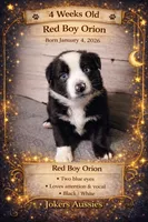 ❤️ Blue-Eyed Red Boy Orion – ASDR Champion-Sired Australian Shepherd, a male Australian Shepherd for sale in Oktaha, OK – Photo 2 of 9