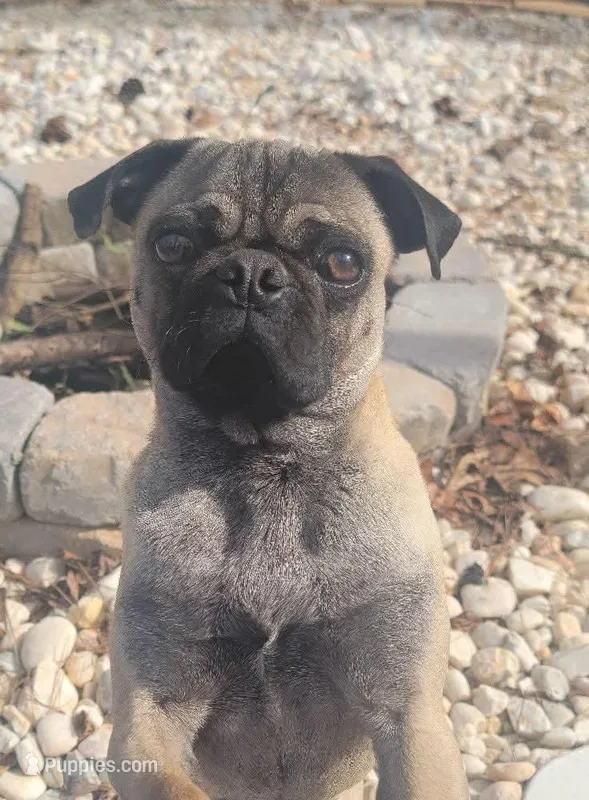Guppy, a male Pug for sale in Snellville, GA – Photo 1 of 2