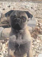 Guppy, a male Pug for sale in Snellville, GA – Photo 1 of 2