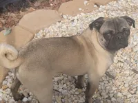 Guppy, a male Pug for sale in Snellville, GA – Photo 2 of 2