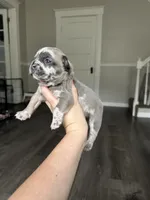 Phil, a male French Bulldog for sale in Belleville, IL – 6 of 7
