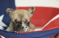 Judy, a female French Bulldog for sale in Belleville, IL – 3 of 4