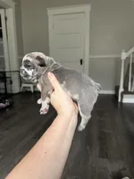 Phil, a male French Bulldog for sale in Belleville, IL – 4 of 7