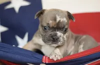Phil, a male French Bulldog for sale in Belleville, IL – 5 of 8