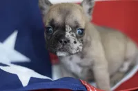 Judy, a female French Bulldog for sale in Belleville, IL – 2 of 4