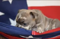 Phil, a male French Bulldog for sale in Belleville, IL – 3 of 8