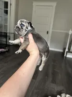 Larry, a male French Bulldog for sale in Belleville, IL – 3 of 5