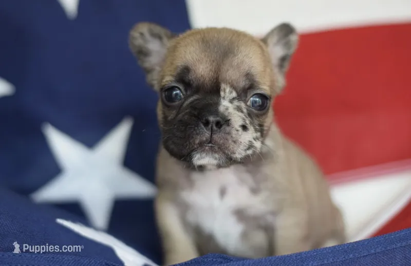 Judy – French Bulldog puppy for sale in Belleville, IL