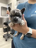 Phil, a male French Bulldog for sale in Belleville, IL – 2 of 8