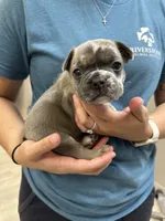 Phil, a male French Bulldog for sale in Belleville, IL – 6 of 8