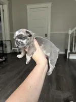 Phil, a male French Bulldog for sale in Belleville, IL – 3 of 7