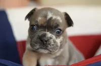 Phil, a male French Bulldog for sale in Belleville, IL – 1 of 8