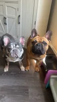 Phil, a male French Bulldog for sale in Belleville, IL – 8 of 8