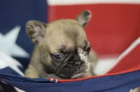 Judy, a female French Bulldog for sale in Belleville, IL – 4 of 4