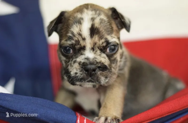 Larry – French Bulldog puppy for sale in Belleville, IL