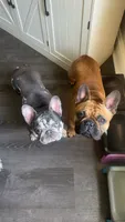 Phil, a male French Bulldog for sale in Belleville, IL – 7 of 8