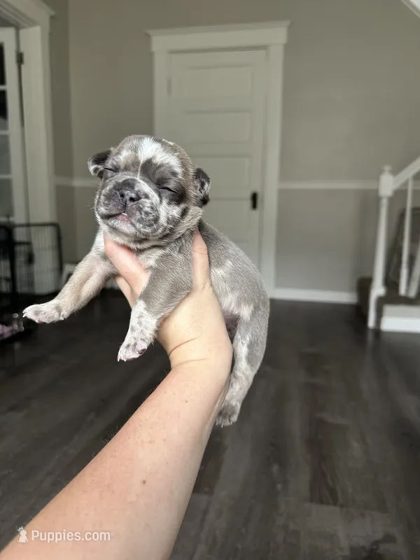 Phil – French Bulldog puppy for sale in Belleville, IL