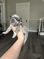 Phil, a male French Bulldog for sale in Belleville, IL – 1 of 7