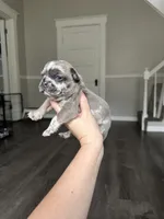 Phil, a male French Bulldog for sale in Belleville, IL – 7 of 7