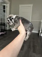 Larry, a male French Bulldog for sale in Belleville, IL – 2 of 5