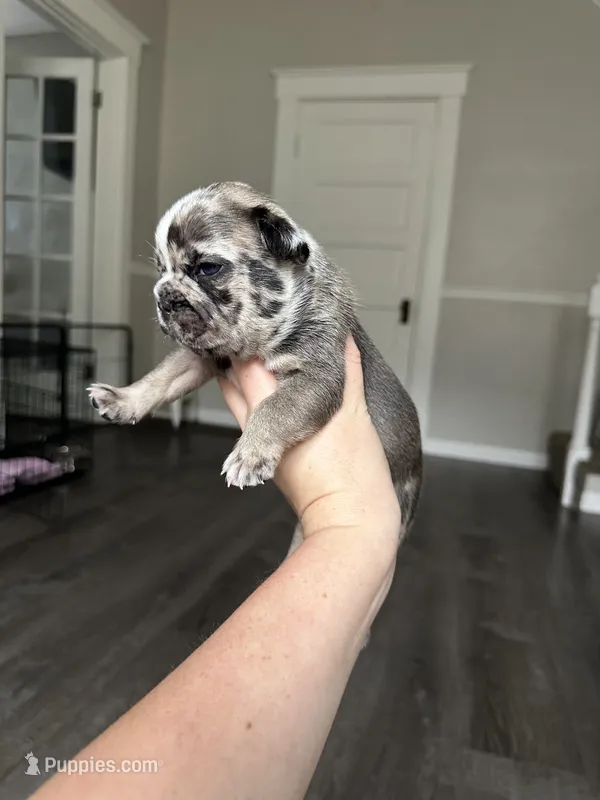 Larry – French Bulldog puppy for sale in Belleville, IL