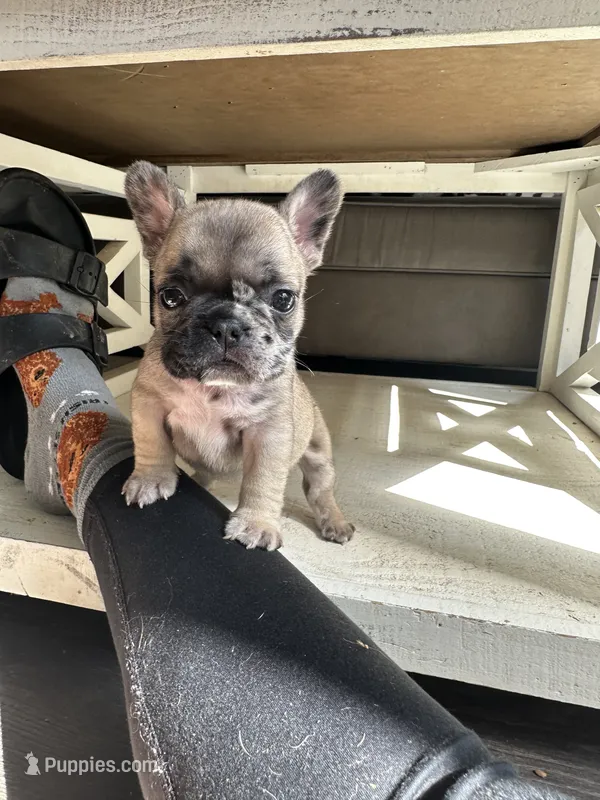 Judy – French Bulldog puppy for sale in Belleville, IL