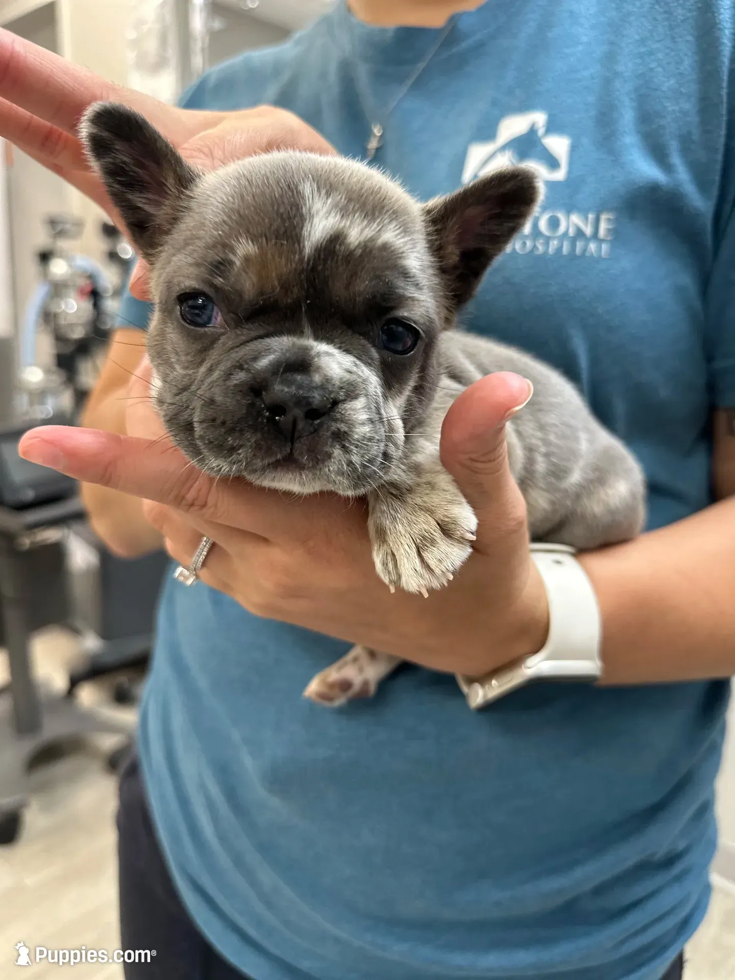 Phil, a male French Bulldog for sale in Belleville, IL – 4 of 8