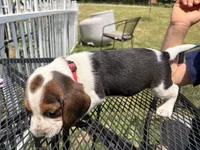 Spike, a male Beagle for sale in Kiel, WI – 5 of 6