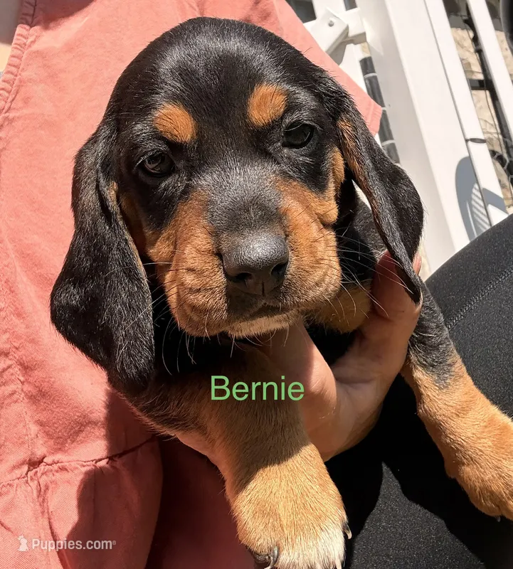 Bernie – Beagle puppy for sale in Kiel, WI