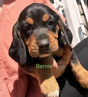 Bernie, a male Beagle for sale in Kiel, WI – 1 of 3