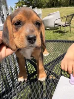 Bob, a male Beagle for sale in Kiel, WI – 3 of 4