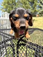 Bernie, a male Beagle for sale in Kiel, WI – 3 of 3