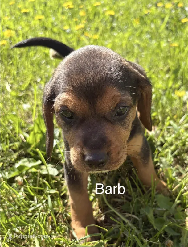 Barb – Beagle puppy for sale in Kiel, WI