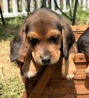 Bob, a male Beagle for sale in Kiel, WI – 2 of 4