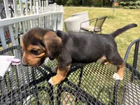 Bradley, a male Beagle for sale in Kiel, WI – 3 of 4