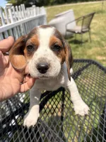 Spike, a male Beagle for sale in Kiel, WI – 3 of 6