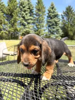 Bradley, a male Beagle for sale in Kiel, WI – 2 of 4