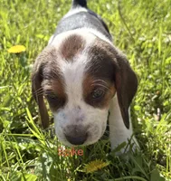 Spike, a male Beagle for sale in Kiel, WI – 2 of 6