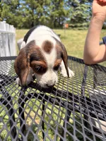 Spike, a male Beagle for sale in Kiel, WI – 4 of 6