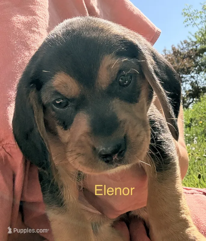 Elenor  – Beagle puppy for sale in Kiel, WI