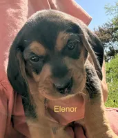 Elenor , a female Beagle for sale in Kiel, WI – 1 of 3