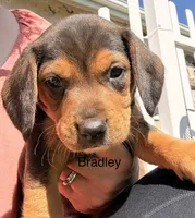 Bradley, a male Beagle for sale in Kiel, WI – 1 of 4