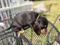 Elenor , a female Beagle for sale in Kiel, WI – 2 of 3