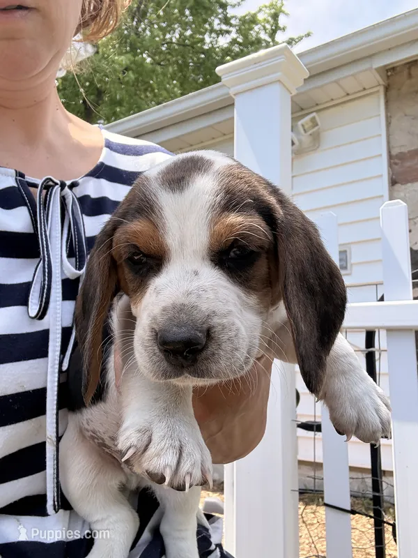 Spike – Beagle puppy for sale in Kiel, WI