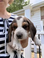 Spike, a male Beagle for sale in Kiel, WI – 1 of 6