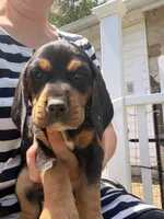 Bernie, a male Beagle for sale in Kiel, WI – 2 of 3