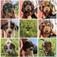 Bradley, a male Beagle for sale in Kiel, WI – 4 of 4
