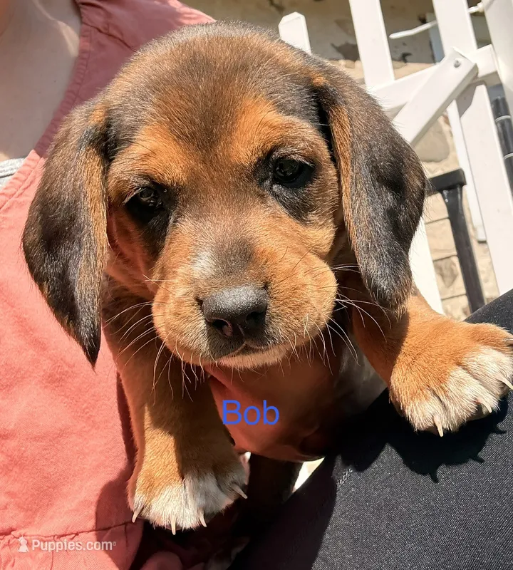 Bob – Beagle puppy for sale in Kiel, WI